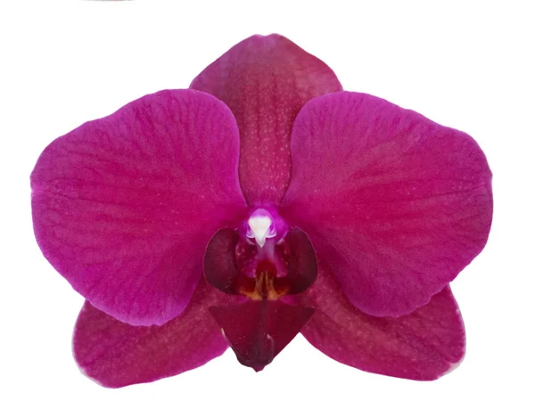 Storczyk phalaenopsis fioletowy fuksja — Zdjęcie stockowe