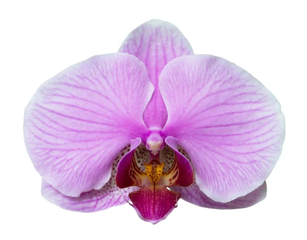 Fleur d'orchidée isolée sur blanc — Photo