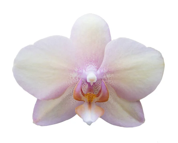 Orchird kwiat na białym tle — Zdjęcie stockowe