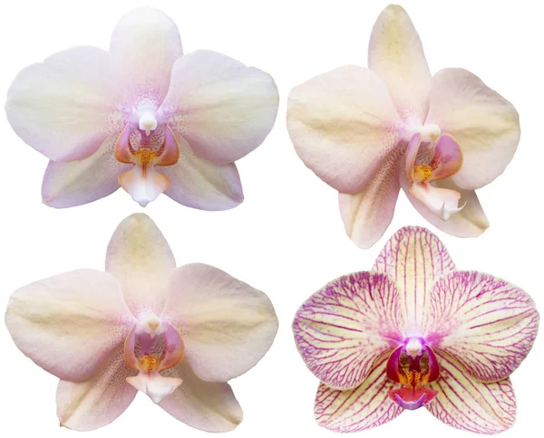 Insieme tropicale delle piante della collezione dei fiori isolati dei Orchids — Foto Stock