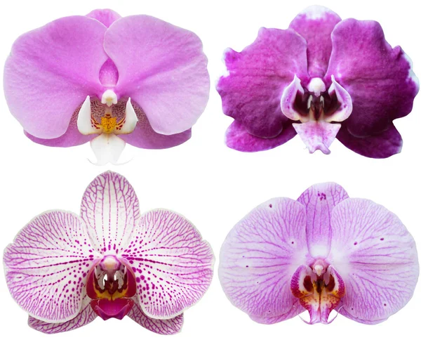 Orchidées Collection de fleurs isolées Ensemble de plantes tropicales — Photo