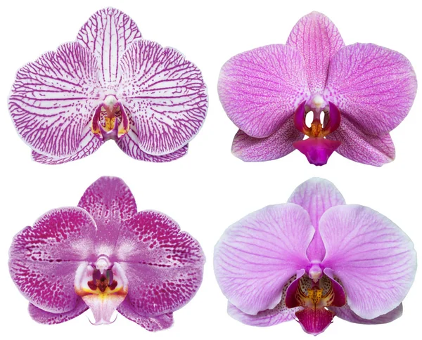 Coleção de flores isoladas de orquídeas Conjunto de plantas tropicais — Fotografia de Stock