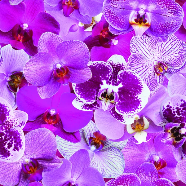 Orchids Pattern Seamless Background — Stock Photo, Image