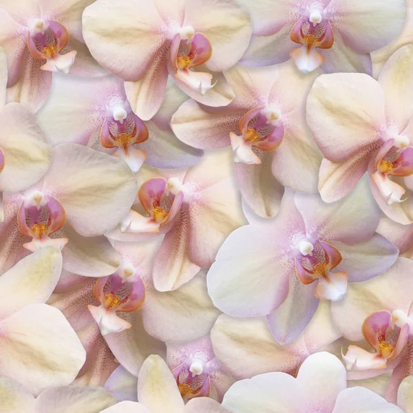 Orchidées modèle sans couture fleur fond couleur perle — Photo