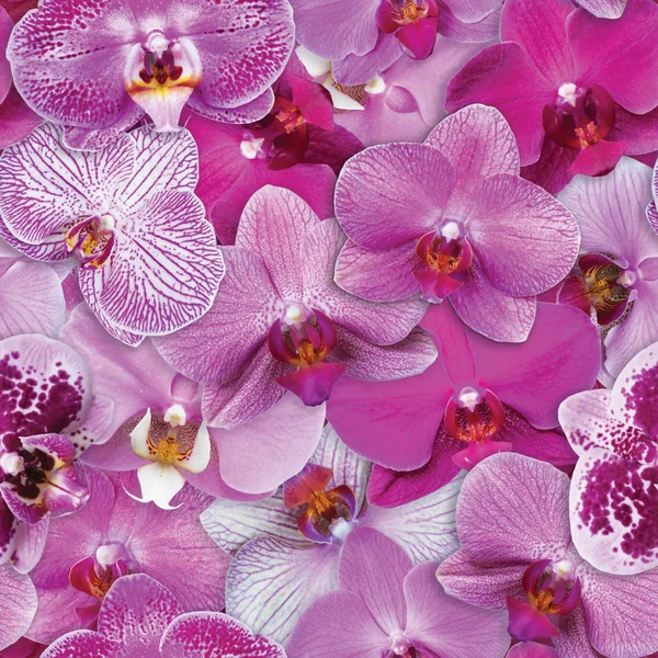 Orkidéer sömlös blomma bakgrund — Stockfoto