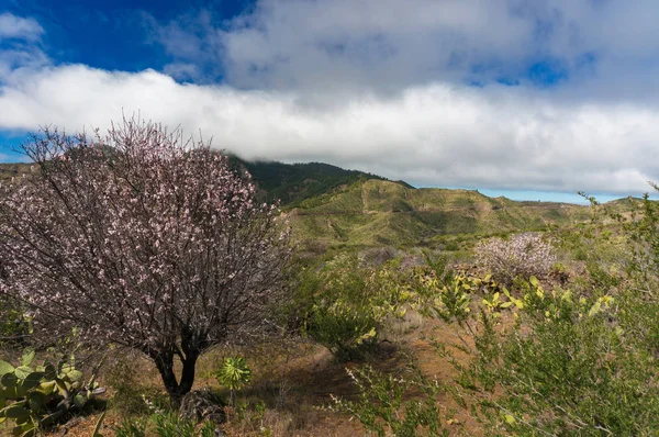 Bahar peyzaj açan badem ağaçları ile — Stok fotoğraf