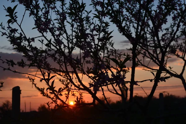 Летний Жаркий Вечер Цветение Персика Летом Лето Деревне Прекрасные Летние — стоковое фото