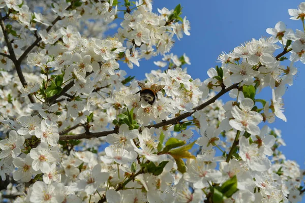 Journée Été Ensoleillée Dans Village Fleurs Cerisier Abeille Recherche Nectar — Photo