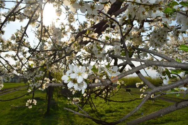 Journée Été Ensoleillée Dans Village Fleurs Cerisier — Photo