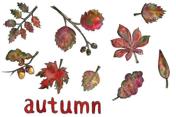 Hand drawn floral botanical watercolor illustration of a single set frame leaf branch isolated. Autumn, fall, leaf fall. Tanksgiving day, harvest.