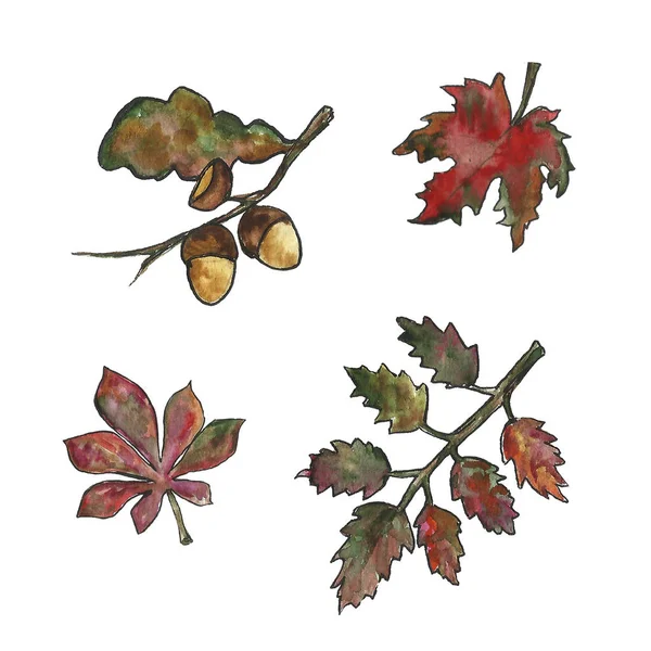Příruční Botanická hydrobarevná ilustrace jedné sady s jednoduchým rámečkem, samostatná. Podzim, pád, pád listí. Den tanksdávy, sklizeň. — Stock fotografie