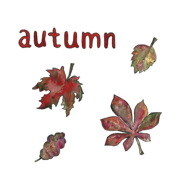 Ручная рисованная цветочная ботаническая акварельная иллюстрация одного набора листьев рамы изолирована. Осень, осень, листопад. День благодарения, урожай . — стоковое фото