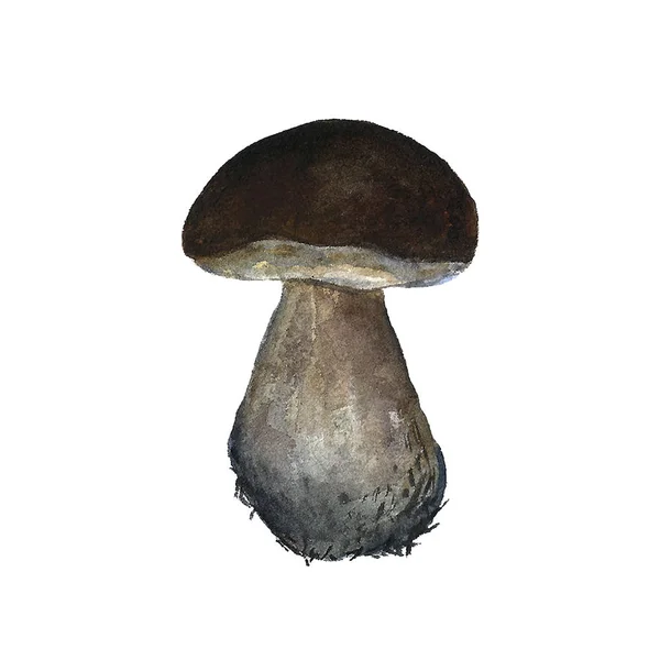 Beau jeu d'illustration aquarelle dessinée à la main de champignons de la forêt d'automne. Alimentation, nature, régime, récolte . — Photo