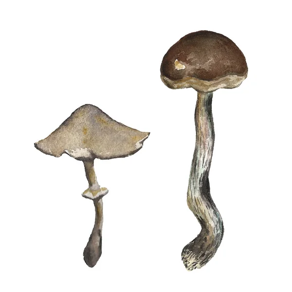 Beau jeu d'illustration aquarelle dessinée à la main de champignons de la forêt d'automne. Alimentation, nature, régime, récolte . — Photo