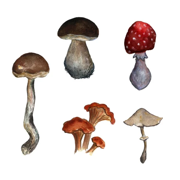 Beau jeu d'illustration aquarelle dessinée à la main de champignons de la forêt d'automne. Alimentation, nature, régime, récolte . — Photo