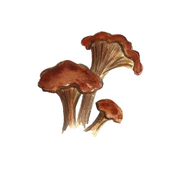 Beau jeu d'illustration aquarelle dessinée à la main de champignons de la forêt d'automne. Alimentation, nature, régime, récolte . — Photo