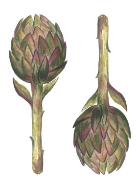 Bir enginar el çizilmiş suluboya illüstrasyon. Beyaz arka plan üzerinde yalıtılmış nesne.