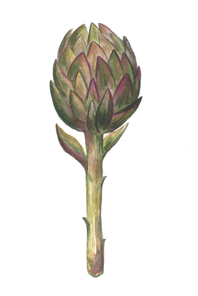 Illustration aquarelle dessinée à la main d'un artichaut. Objet isolé sur fond blanc . — Photo