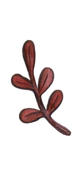 Cogumelos de outono aquarela vintage, folhas de ramos definidas. Desenho à mão objetos isolados sobre fundo branco e colorido. Ilustração da colheita de outono. Objetos alocados no caminho — Fotografia de Stock