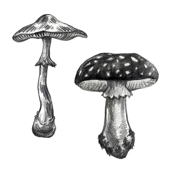 Dessiné à la main au crayon Champignon sur fond blanc. Ensemble graphique forêt d'automne — Photo