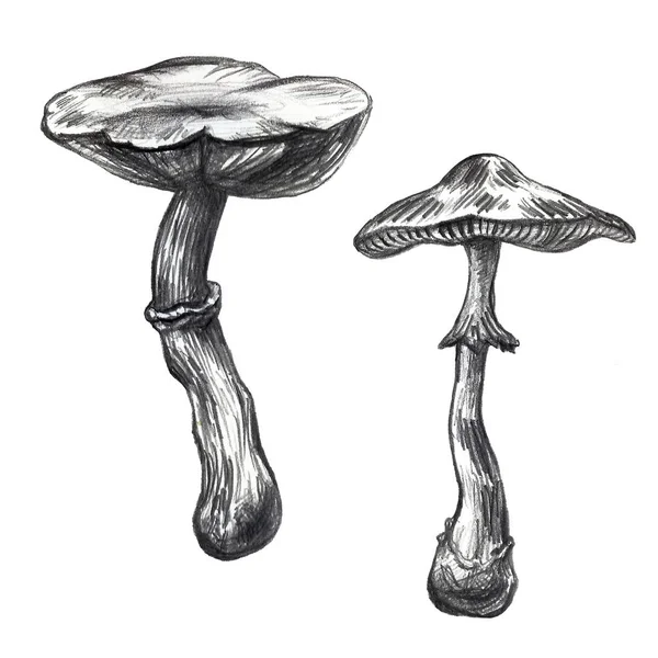 Dessiné à la main au crayon Champignon sur fond blanc. Ensemble graphique forêt d'automne — Photo