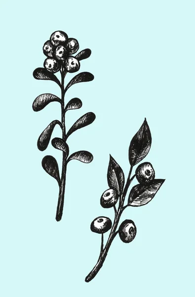 빌베리가 세팅된 펜으로 손으로 그린. 숲 의 열매. 에코 푸드 그래픽 일러스트레이션 화이트에 고립 — 스톡 사진