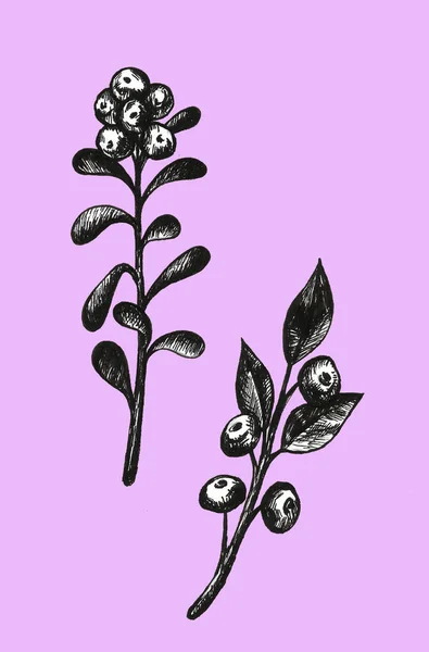 Ручной набор с черникой. Лесная ягода Изолированная на белом графическая иллюстрация — стоковое фото