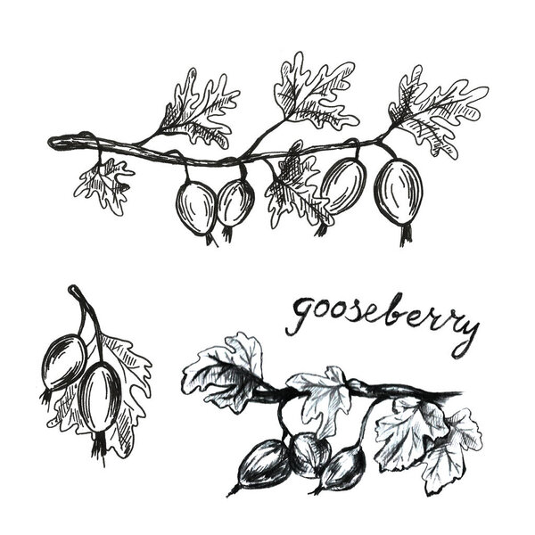 Hand drawn with pen gooseberry set frame. Summer autumn berries. Beautiful graphic illustration