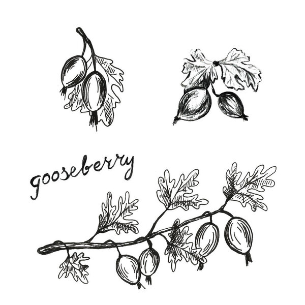 Hand drawn with pen gooseberry set frame. Summer autumn berries. Beautiful graphic illustration