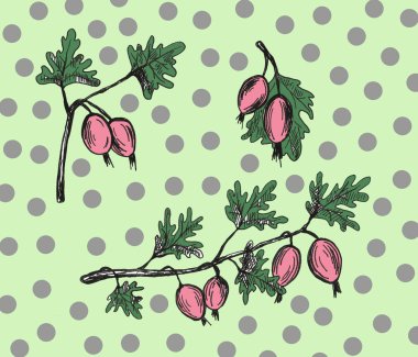 El pen bektaşi üzümü seti çerçeve ile çizilmiş. Yaz sonbahar meyveleri. Güzel grafik illüstrasyon