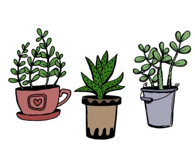 Tencerede farklı el çizilmiş ev bitkileri ayarlayın. İzole dekoratif bitkiler: aloe, crassula, tasarım şablonu için çiçek, simge, hediye kartı. Çizim stili vektör çizimi.