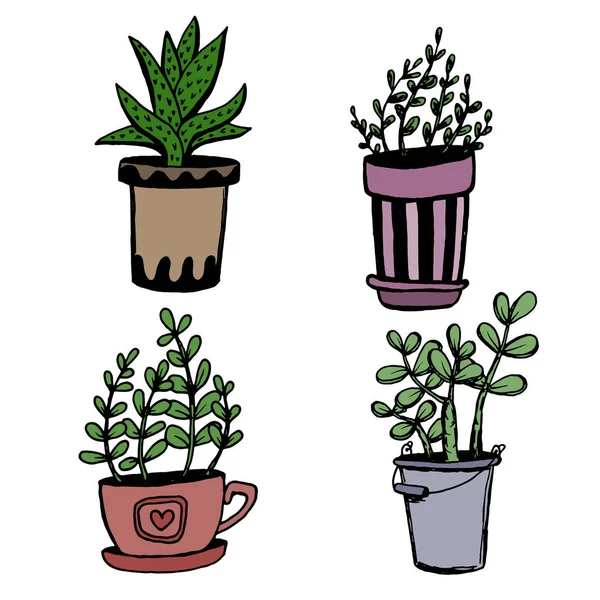 Ensemble de différentes plantes de maison dessinées à la main dans des pots. Plantes décoratives isolées : aloès, crassula, fleur pour modèle de conception, icône, carte cadeau. Illustration vectorielle de style croquis . — Image vectorielle