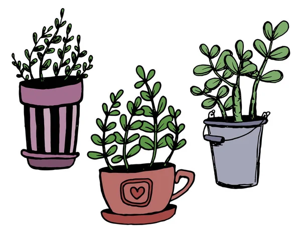 Ensemble de différentes plantes de maison dessinées à la main dans des pots. Plantes décoratives isolées : aloès, crassula, fleur pour modèle de conception, icône, carte cadeau. Illustration vectorielle de style croquis . — Image vectorielle