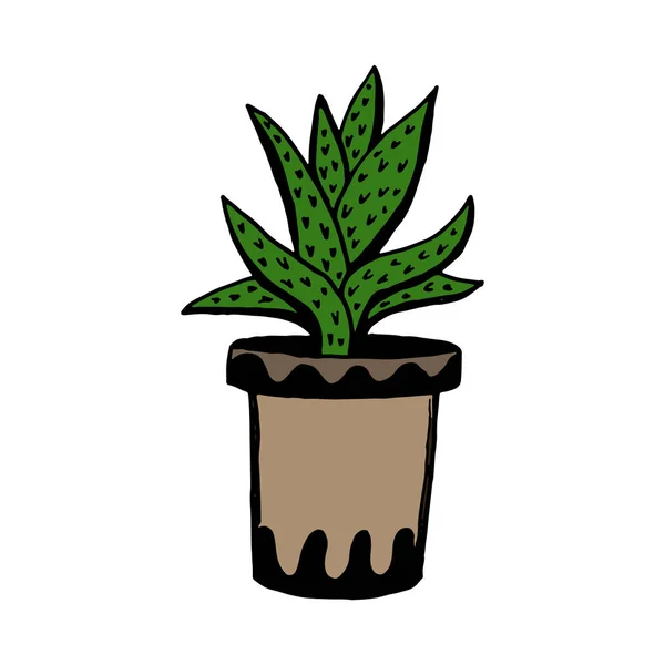 냄비에 다른 손으로 그린 집 식물의 집합입니다. 고립 된 장식 식물 : 알로에, crassula, 디자인 템플릿, 아이콘, 선물 카드를위한 꽃. 스케치 스타일 벡터 일러스트레이션. — 스톡 벡터