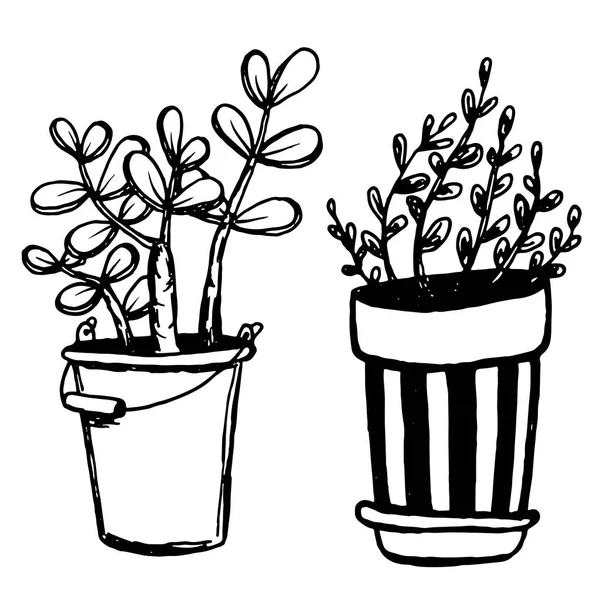 Tencerede farklı el çizilmiş ev bitkileri ayarlayın. İzole dekoratif bitkiler: aloe, crassula, tasarım şablonu için çiçek, simge, hediye kartı. Çizim stili vektör çizimi.