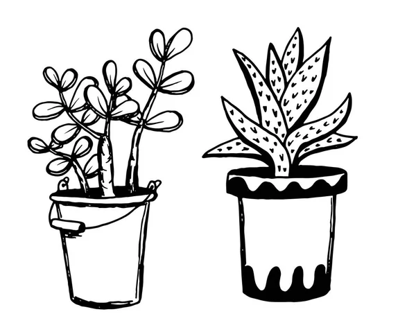 Conjunto de diferentes plantas de casa dibujadas a mano en macetas. Plantas decorativas aisladas: aloe, crassula, flor para plantilla de diseño, icono, tarjeta de regalo. Dibujo estilo vector ilustración . — Vector de stock