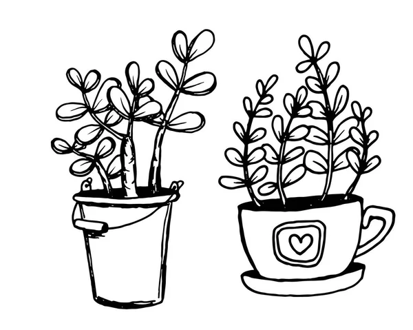 Ensemble de différentes plantes de maison dessinées à la main dans des pots. Plantes décoratives isolées : aloès, crassula, fleur pour modèle de conception, icône, carte cadeau. Illustration vectorielle de style croquis . — Image vectorielle