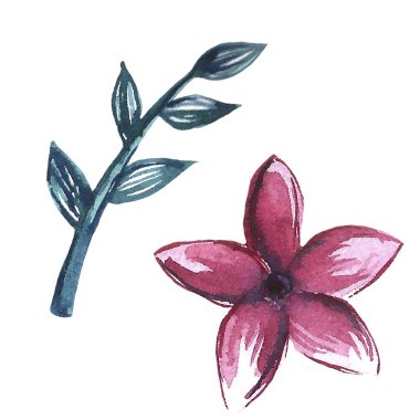 Çiçek beyaz arka plan üzerinde ayarlayın. Çiçek çiçeği. Flourish süs bahar bahçe çiçek doku.