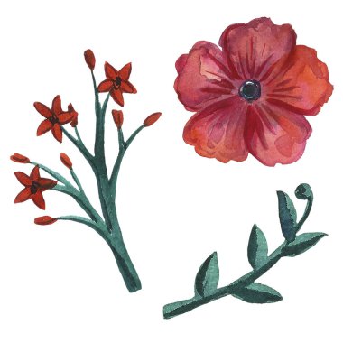 Çiçek beyaz arka plan üzerinde ayarlayın. Çiçek çiçeği. Flourish süs bahar bahçe çiçek doku.