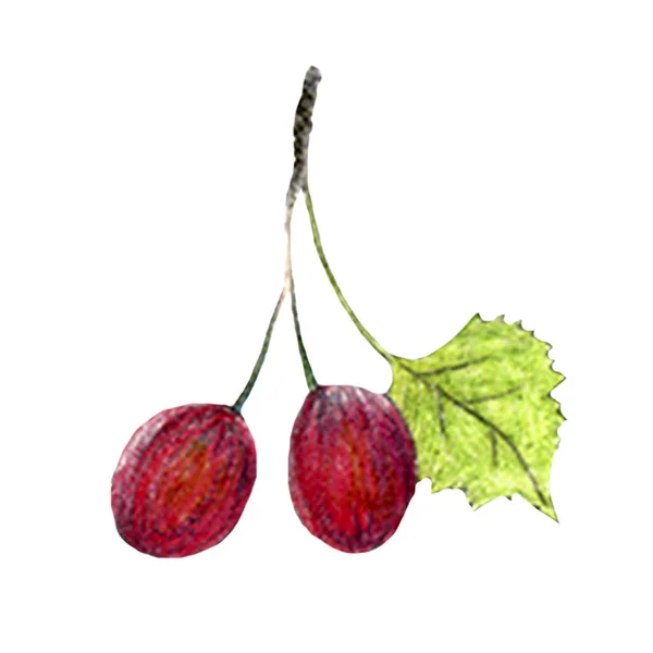 Akvarell régimódi meg a piros alma, banán, körte, cseresznye fényes gyümölcsök teljes elszigetelt a háttérben. Nyár, aratás, lédús — Stock Fotó