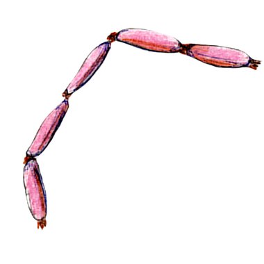 Klasik İngiliz kahvaltı ikonları koleksiyonu. Beacon peynirli jambon ekmek ve soyut retro izole edilmiş el yapımı suluboya çizimi yumurta.