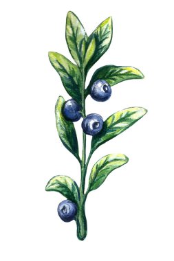 Beyaz üzerine izole edilmiş suluboya tatlı yaban mersini. El çizimi çizimi. Klasik stil.