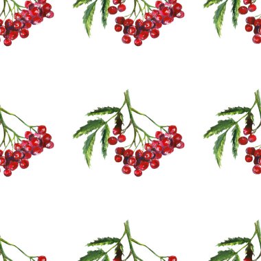 Rowan, sonbahar rowanberry, dağ külünün suluboya deseni, yaprak ve kırmızı böğürtlen çizimi.