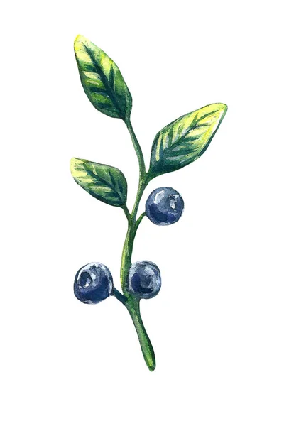 水色甜甜可口的蓝莓在白色上被分离出来. 手绘插图。 复古风格. — 图库照片