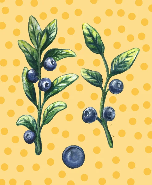 Akvarell söt välsmakande blåbär som isoleras på ljus. Handritad illustration. Vintage stil. — Stockfoto
