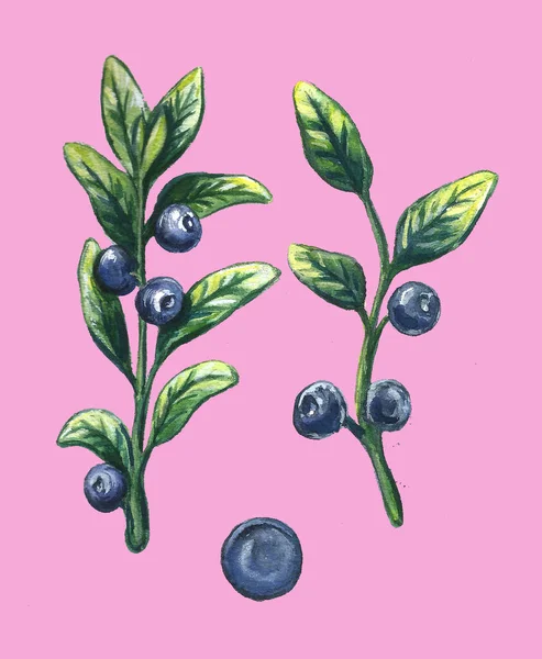 Aquarell süß leckere Blaubeeren isoliert auf rosa. handgezeichnete Illustration. Jahrgangsstil. — Stockfoto