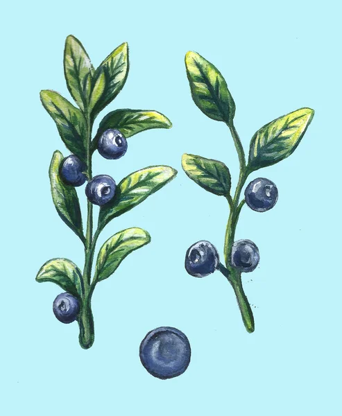 Aquarell süß leckere Blaubeeren isoliert auf blau. handgezeichnete Illustration. Jahrgangsstil. — Stockfoto