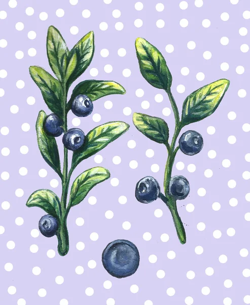 水色甘甜可口的蓝莓隔离套件. 手绘插图。 复古风格. — 图库照片