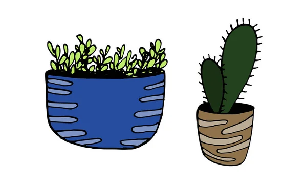 Illustrazione disegnata a mano vettoriale di cactus ed erbe — Vettoriale Stock