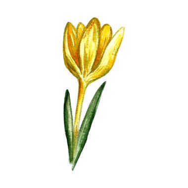 Crocus bahar çiçeğinin suluboya çizimi. Beyaz arka planda el yapımı kır çiçekleri. Taze yaz tasarımı için çiçek elementleri.